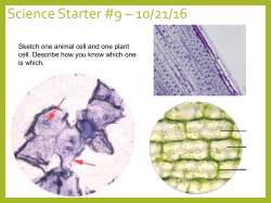 Cell Size