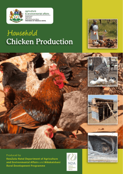 Household Chicken Production