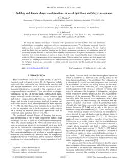 Budding and domain shape transformations in mixed lipid films and