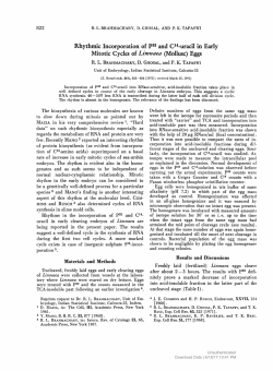Rhythmic Incorporation of P32 and C14-uracil in Early