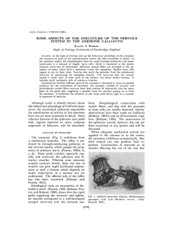 some aspects of the structure of the nervous system in the anemone