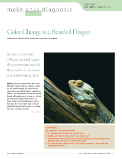 Color Change in a Bearded Dragon
