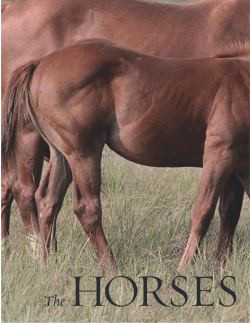 2002 W.H. Green Cattle Co. - Albany, Texas