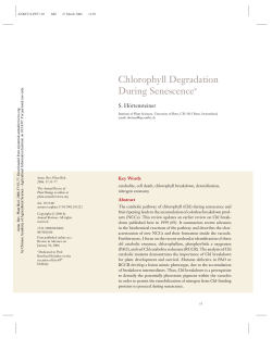CHLOROPHYLL DEGRADATION DURING SENESCENCE*