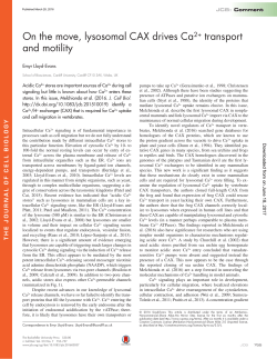 On the move, lysosomal CAX drives Ca2+ transport and motility