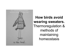 Lecture 9 - Homeostasis