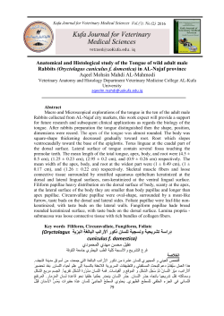 Anatomical and Histological study of the Tongue of wild adult male