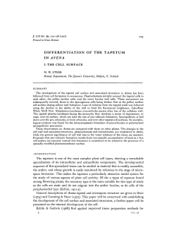 differentiation of the tapetum in a vena