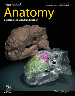 The internal cranial morphology of an armoured