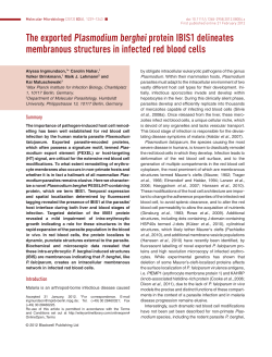 The exported Plasmodium berghei protein IBIS1 delineates