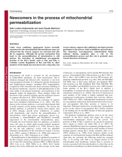 Newcomers in the process of mitochondrial permeabilization