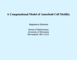 A Computational Model of Amoeboid Cell Motility
