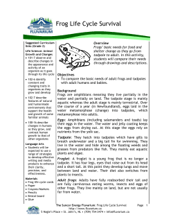Frog Life Cycle