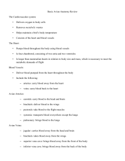 Basic Avian Anatomy Review The Cardiovascular system: • Delivers