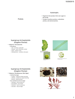 Protists Autotrophs Supergroup Archaeplastida (Kingdom Plantae