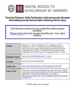 Terminal Schwann Cells Participate in Neuromuscular Synapse