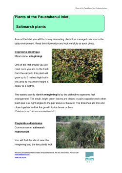 Plants of the Pauatahanui Inlet Saltmarsh plants