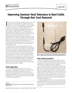 Improving Summer Heat Tolerance in Beef Cattle Through Hair Coat