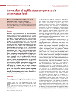 A novel class of peptide pheromone precursors in ascomycetous fungi