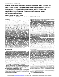 Induction of Dorsolateral Prostate