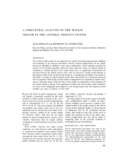 A STRUCTURAL ANALYSIS OF THE MYELIN SHEATH IN THE