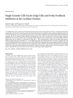 Single Granule Cells Excite Golgi Cells and Evoke Feedback
