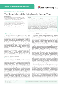 The Remodeling of the Cytoplasm by Dengue Virus