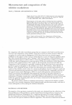 Microstructure and composition of the trilobite exoskeleton