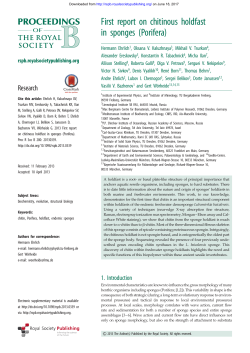 First report on chitinous holdfast in sponges (Porifera)