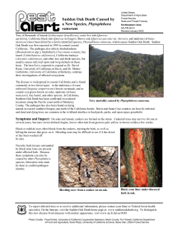 Sudden Oak Death Caused by a New Species, Phytophthora ramorum