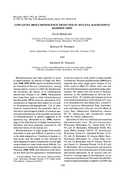 Low-Level Bioluminescence Detected in Mycena haematopus