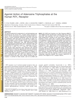 Agonist Action of Adenosine Triphosphates at the Human P2Y1