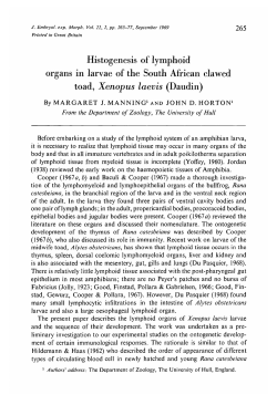 Histogenesis of lymphoid organs in larvae of the