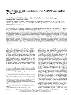 MLN4924 Is an Efficient Inhibitor of NEDD8 Conjugation