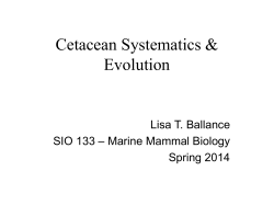 Cetacean Evolution
