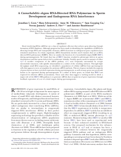 A Caenorhabditis elegans RNA-Directed RNA