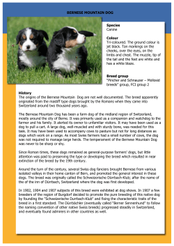 BERNESE MOUNTAIN DOG Species Canine Colour Tri