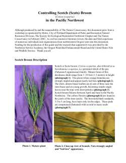 (Scots) Broom - Invasive.Org