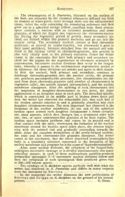 Eumycetes. 227 The swarmspores of S. Puerariae, liberated on the
