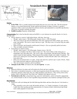 Navajo/Jacob Sheep - Rosamond Gifford Zoo