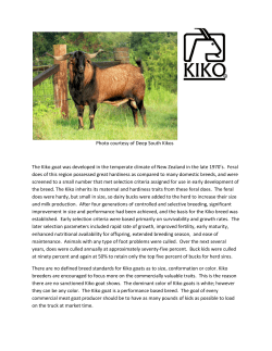 Photo courtesy of Deep South Kikos The Kiko goat was developed