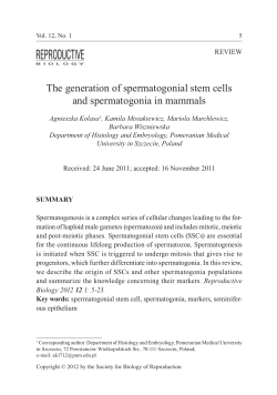 The generation of spermatogonial stem cells and spermatogonia in
