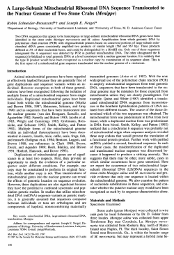 A Large-Subunit Mitochondrial Ribosomal DNA Sequence