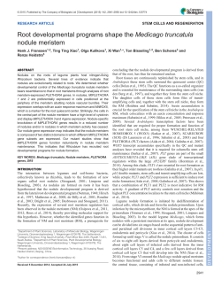 Root developmental programs shape the Medicago truncatula