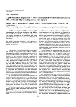 Light-Dependent Expression of Protochlorophyllide Oxidoreductase