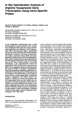 In Situ Hybridization Analysis of Arginine Vasopressin Gene