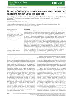Display of whole proteins on inner and outer surfaces of grapevine