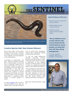 Invasive Species Alert: New Guinea Flatworm