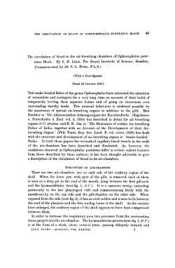 The circulation of blood in the airbreathing chambers of