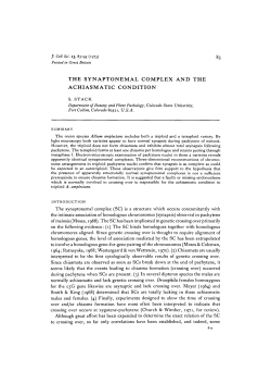 the synaptonemal complex and the achiasmatic condition